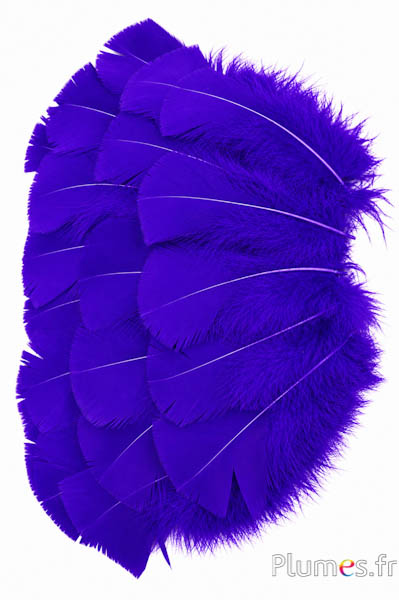 Kalkoen - 6-8 cm - perzisch blauw
